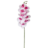 Moon Orchid Stem