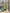 Forest pine tree 12 x 5 in