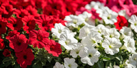 Newcastle Flower Basket