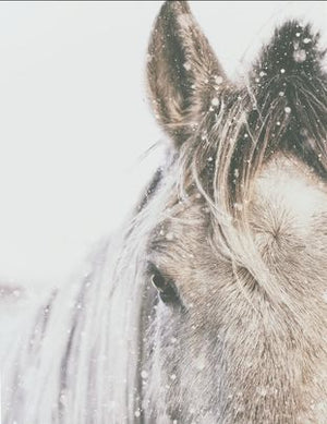 KRISSY BORCHER PHOTOGRAPHY: Wintertime Horse
