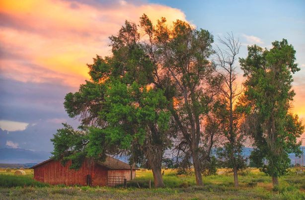KRISSY BORCHER PHOTOGRAPHY: Wyoming Cottonwoods